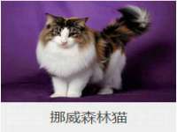 温州市捷拱商贸有限公司